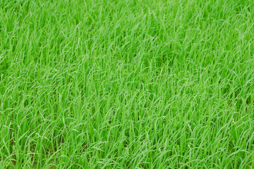 Rice fields, young green rice plants