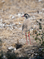 Kronenkiebitz (Vanellus coronatus)