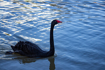 Obraz premium Cisne Negro