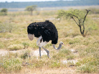 Afrikanischer Strau&szlig; (Struthio camelus)