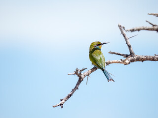Schwalbenschwanzspint (Merops hirundineus)