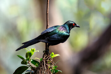 Metallic Starling (Aplonis metallica) Found in New Guinea and Northern Australia