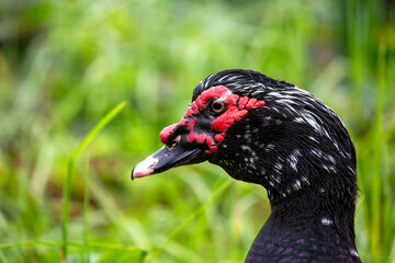 Muscovy Duck (Cairina moschata) Found in Central and South America