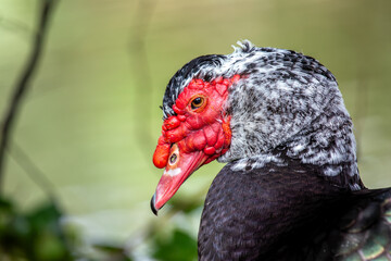 Muscovy Duck (Cairina moschata) Found in Central and South America