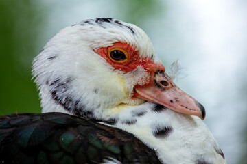 Muscovy Duck (Cairina moschata) Found in Central and South America