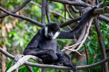Northern White-Cheeked Gibbon (Nomascus leucogenys) Found in Southeast Asia