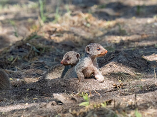 Zebramanguste (Mungos mungo)