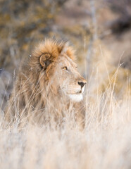 Lion in grass