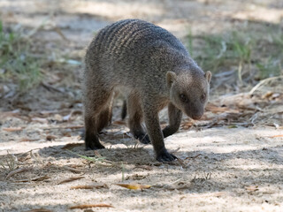 Zebramanguste (Mungos mungo)