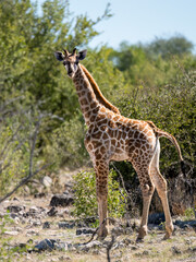 Angola-Giraffe (Giraffa giraffa angolensis)