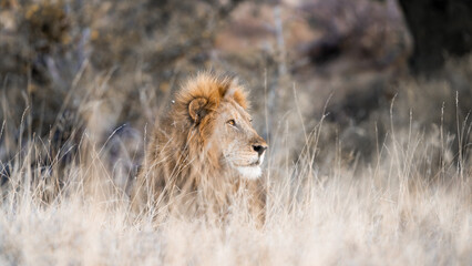 Male lion in grass