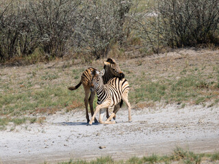 Obraz premium Steppenzebra (Equus quagga)