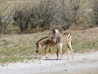 Steppenzebra (Equus quagga)