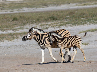Steppenzebra (Equus quagga)