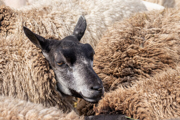 Fototapeta premium Closeup of the head of a brown sheep outdoor at Texel wadden island in The Netherlands