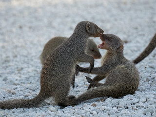 Zebramanguste (Mungos mungo)