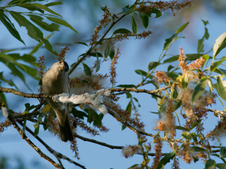 Mönchsgrasmücke, Sylvia atricapilla