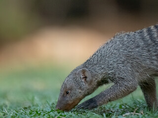 Zebramanguste (Mungos mungo)