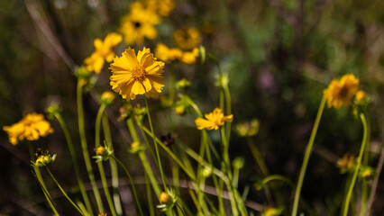 Obraz premium Tickseed growing in the field