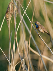 Wei&szlig;sterniges Blaukehlchen, Luscinia svecica cyanecula, Blaukehlchen, Luscinia svecica