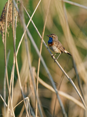 Weißsterniges Blaukehlchen, Luscinia svecica cyanecula, Blaukehlchen, Luscinia svecica