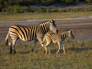 Steppenzebra (Equus quagga)
