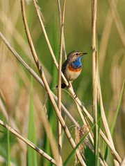 Weißsterniges Blaukehlchen, Luscinia svecica cyanecula, Blaukehlchen, Luscinia svecica