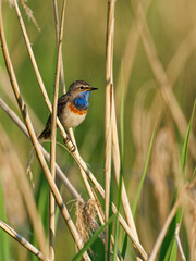 Wei&szlig;sterniges Blaukehlchen, Luscinia svecica cyanecula, Blaukehlchen, Luscinia svecica