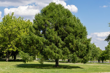 Larch in the park