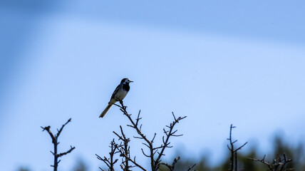 bird on a branch