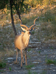 Großer Kudu