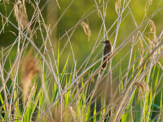 Drosselrohrsänger, Acrocephalus arundinaceus,