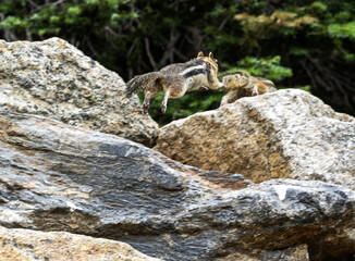 A Chipmunk Leaps Between Rocks in a Forest Setting