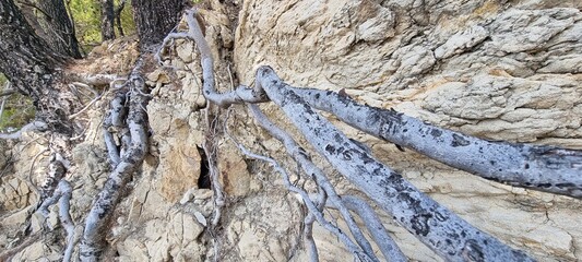 Tree root in stone