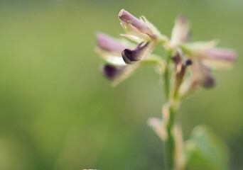 Weed plants and flowers on the ground