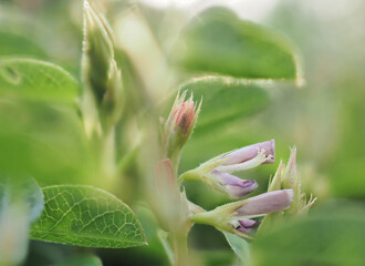 Weed plants and flowers on the ground