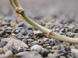 Weeds grow on rocks and sand.