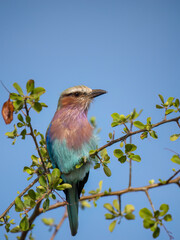 Gabelracke (Coracias caudatus)