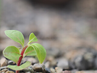 Weed plants and flowers on the ground