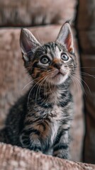 A tabby kitten with striking blue eyes stares up inquisitively in a warm, cozy home