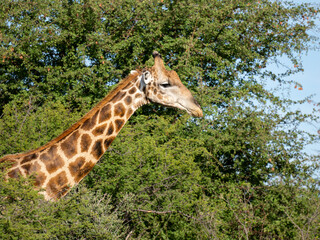 Angola-Giraffe (Giraffa giraffa angolensis)