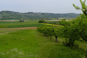 Landschaft und Weinberge im Naturschutzgebiet Mäusberg bei Karlstadt, Landkreis Main-Spessart,...