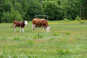Obraz premium A cow and calf lies on the green grass. Simmental cow and calf in the highlands. Simmental domestic cow (Bos taurus).