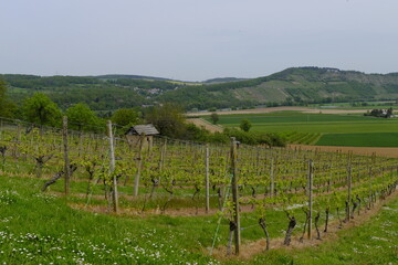 Landschaft und Weinberge im Naturschutzgebiet Mäusberg bei Karlstadt, Landkreis Main-Spessart, Unterfranken, Bayern, Deutschland