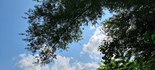 Fototapeta premium trees in the sky