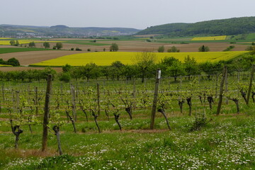 Landschaft und Weinberge im Naturschutzgebiet Mäusberg bei Karlstadt, Landkreis Main-Spessart,...