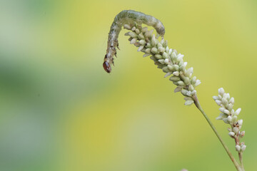 A small green caterpillar is eating a wild flower. This insect likes to eat leaves, flowers and young fruit.