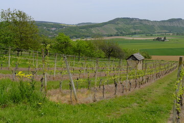 Landschaft und Weinberge im Naturschutzgebiet Mäusberg bei Karlstadt, Landkreis Main-Spessart,...