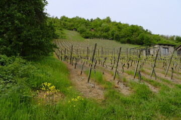 Landschaft und Weinberge im Naturschutzgebiet Mäusberg bei Karlstadt, Landkreis Main-Spessart,...