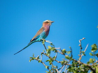 Gabelracke (Coracias caudatus)